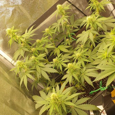 Jacky growlog timeline photo