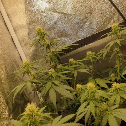 Jacky growlog timeline photo