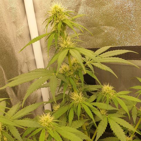 Jacky growlog timeline photo
