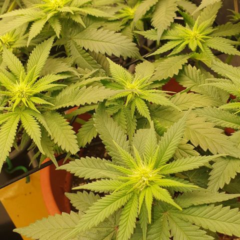 O.K growlog timeline photo