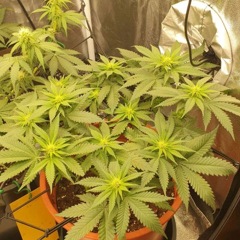 O.K growlog timeline photo