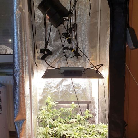 Jacky growlog timeline photo