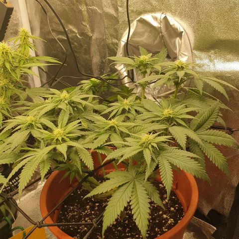 O.K growlog timeline photo