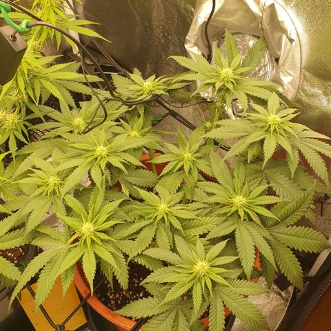 O.K growlog timeline photo