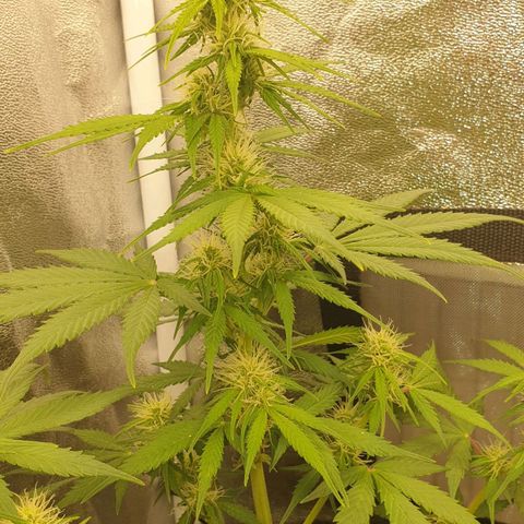 Jacky growlog timeline photo