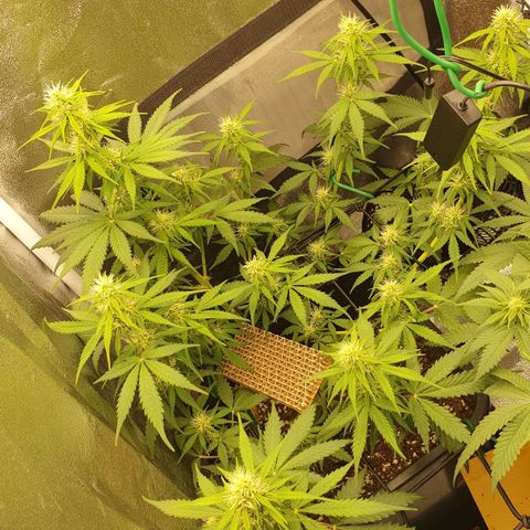 Jacky growlog timeline photo