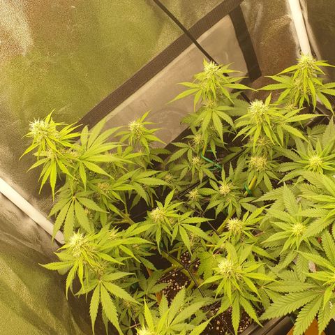 Jacky growlog timeline photo