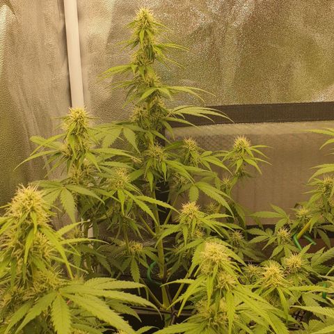 Jacky growlog timeline photo