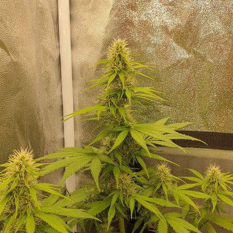 Jacky growlog timeline photo