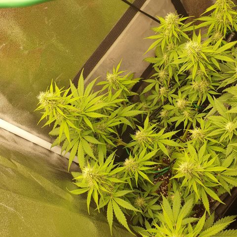 Jacky growlog timeline photo