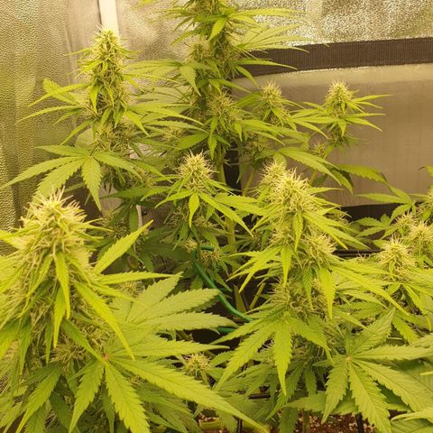 Jacky growlog timeline photo