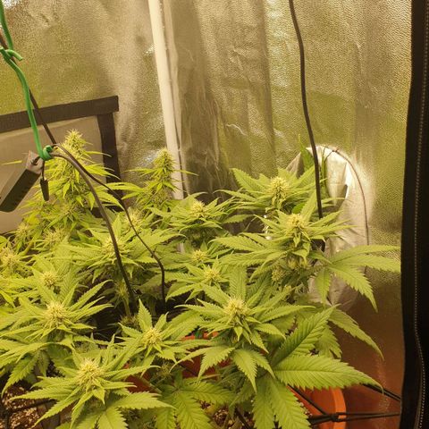 O.K growlog timeline photo