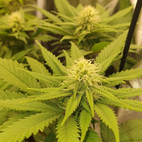 O.K growlog timeline photo