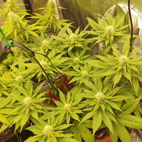 O.K growlog timeline photo
