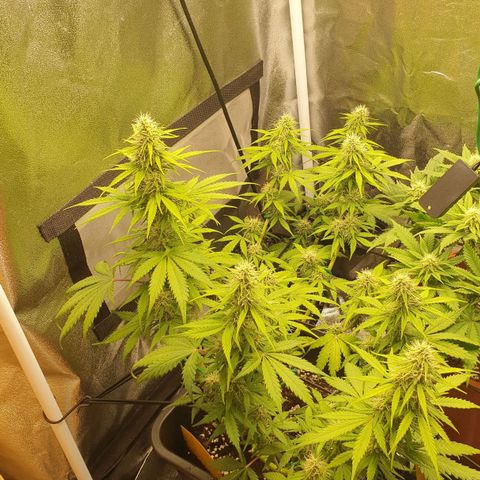 Jacky growlog timeline photo