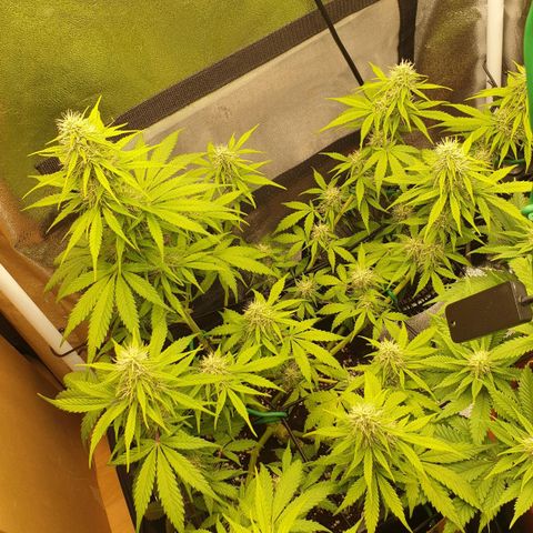 Jacky growlog timeline photo