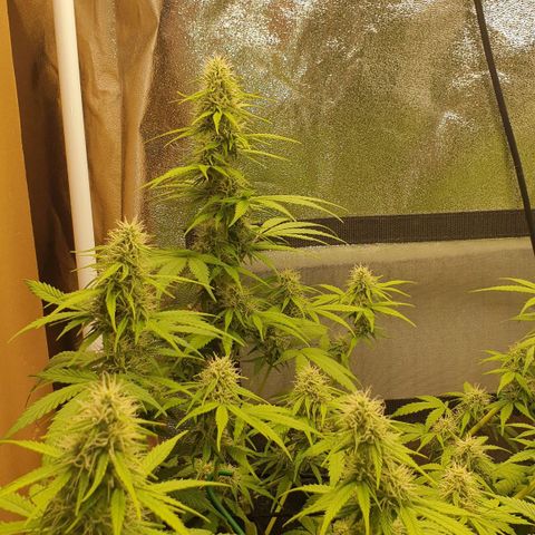 Jacky growlog timeline photo