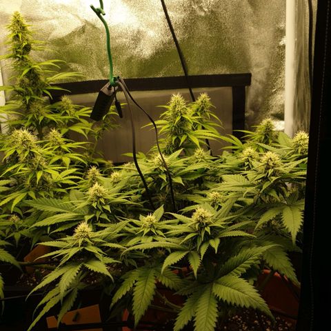 Jacky growlog timeline photo
