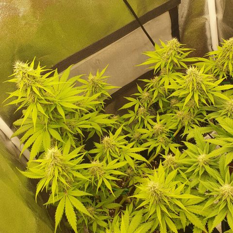 Jacky growlog timeline photo