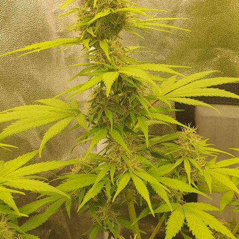 Jacky growlog timeline photo