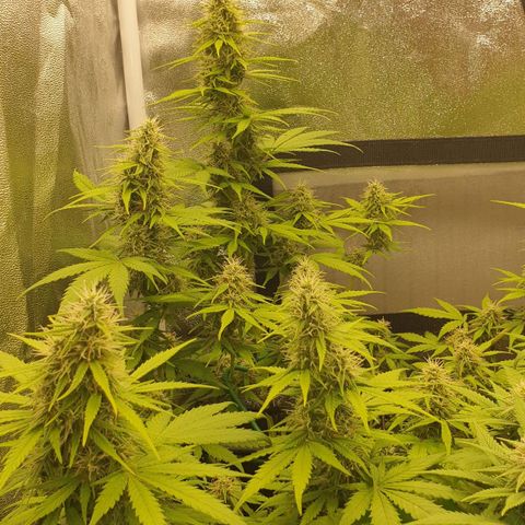 Jacky growlog timeline photo