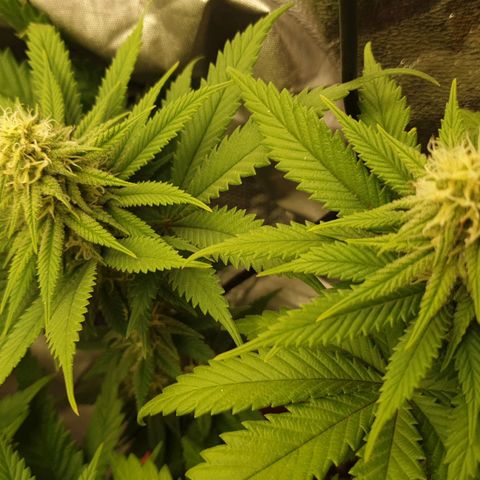 O.K growlog timeline photo
