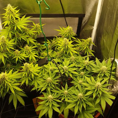 O.K growlog timeline photo