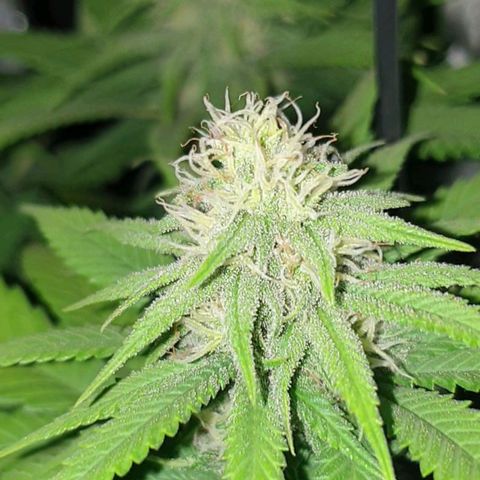 O.K growlog timeline photo