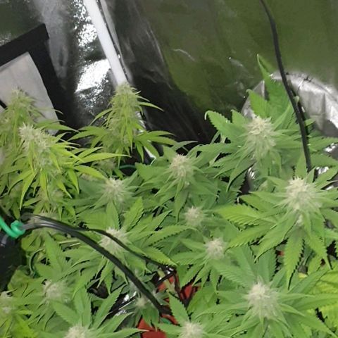 O.K growlog timeline photo