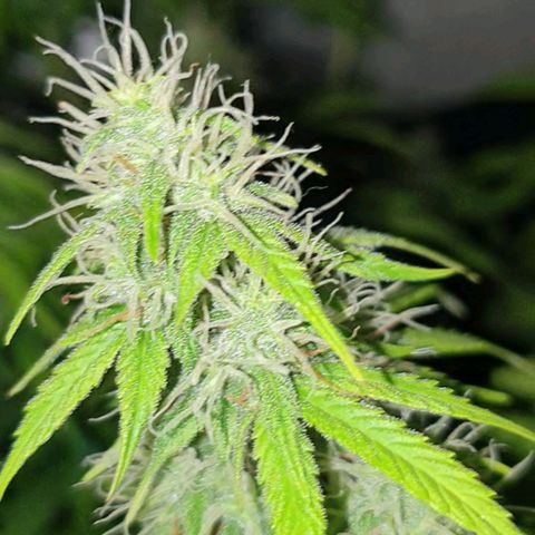 Jacky growlog timeline photo