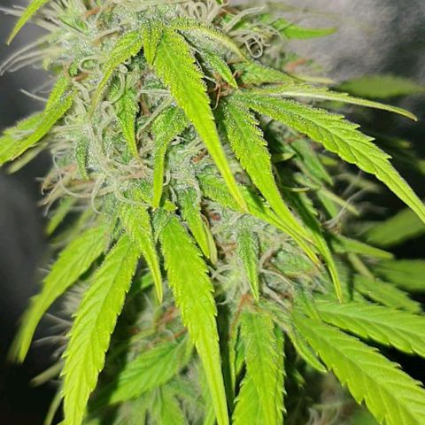 Jacky growlog timeline photo