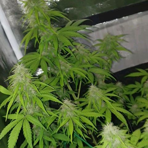 Jacky growlog timeline photo