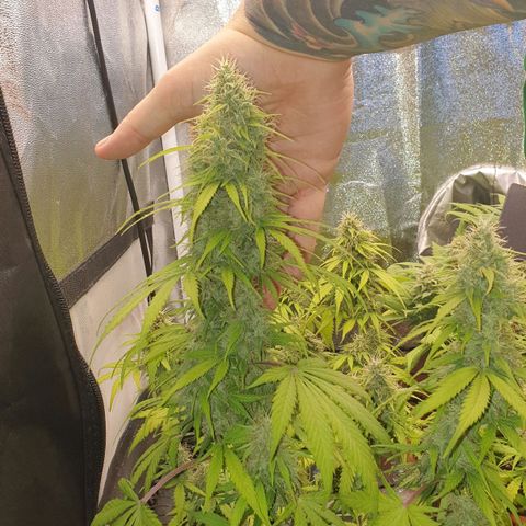Jacky growlog timeline photo