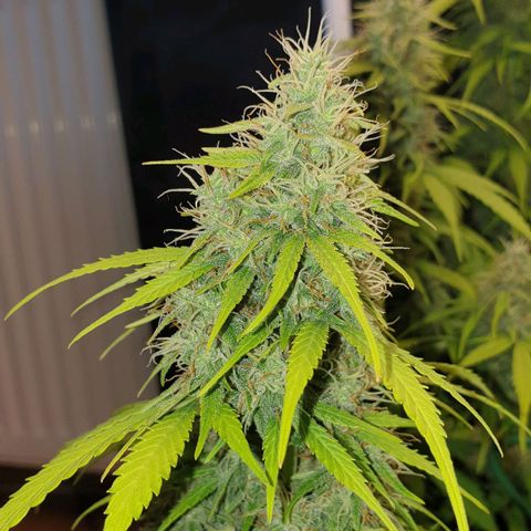 Jacky growlog timeline photo
