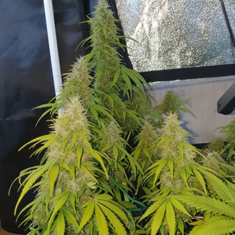 Jacky growlog timeline photo