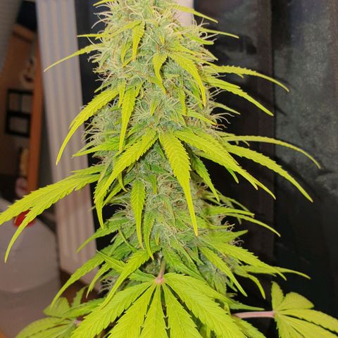 Jacky growlog timeline photo