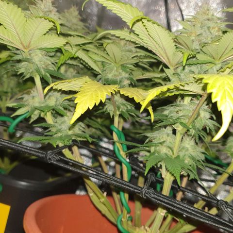 O.K growlog timeline photo
