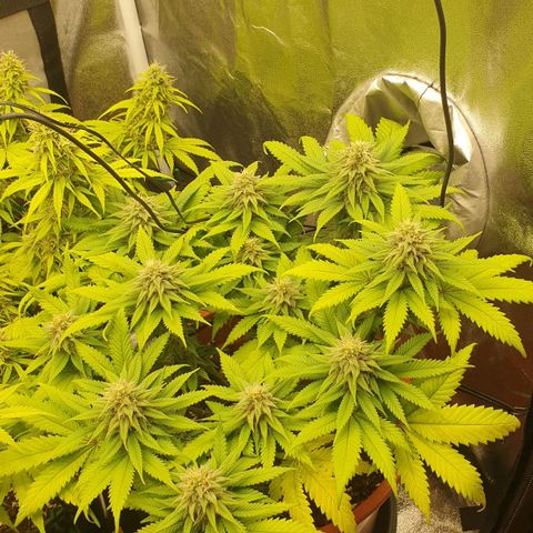 O.K growlog timeline photo