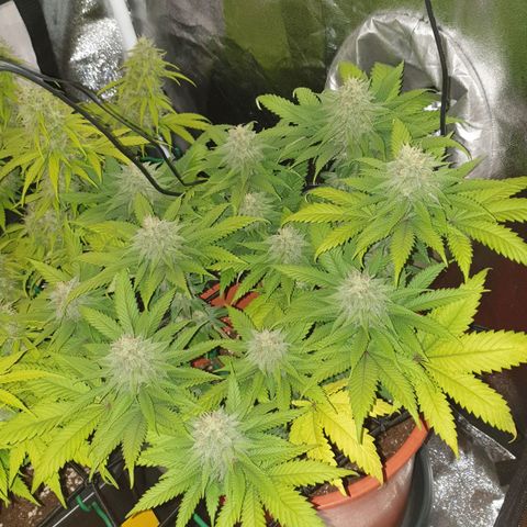 O.K growlog timeline photo