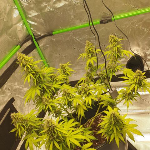 Jacky growlog timeline photo