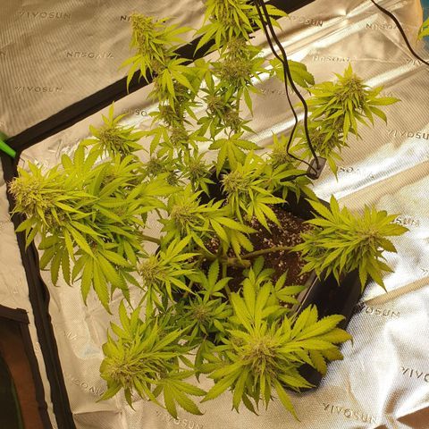 Jacky growlog timeline photo
