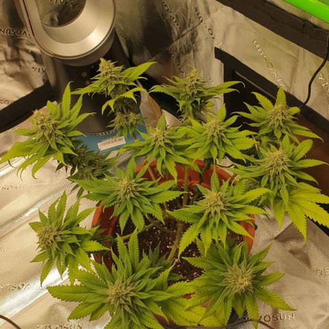 O.K growlog timeline photo