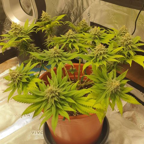 O.K growlog timeline photo