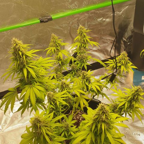 Jacky growlog timeline photo