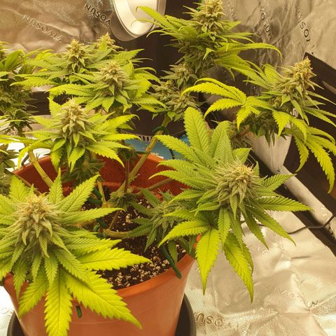 O.K growlog timeline photo