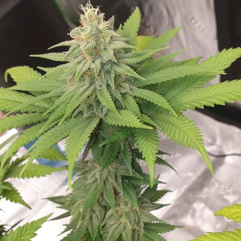 O.K growlog timeline photo