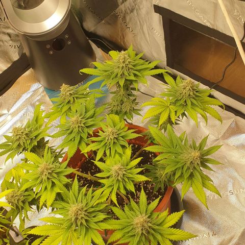 O.K growlog timeline photo