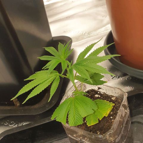 Das Baum projekt  growlog timeline photo
