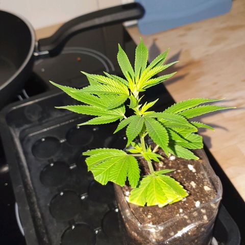 Das Baum projekt  growlog timeline photo
