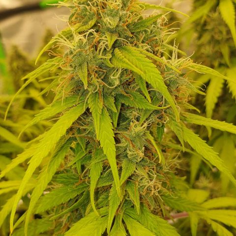 Jacky growlog timeline photo